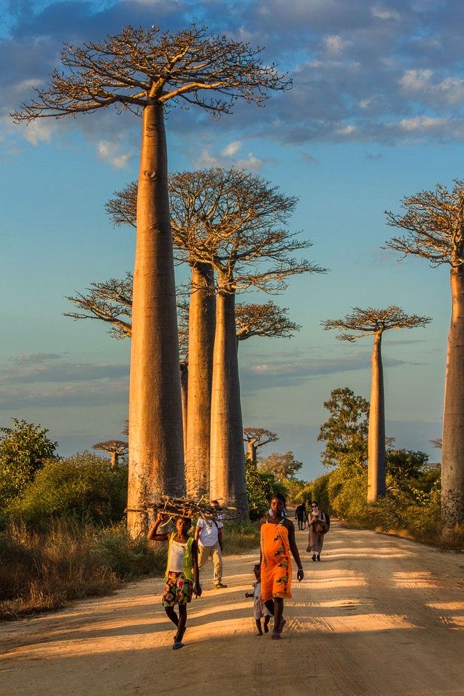 Attachment Baobab Alley .JPG