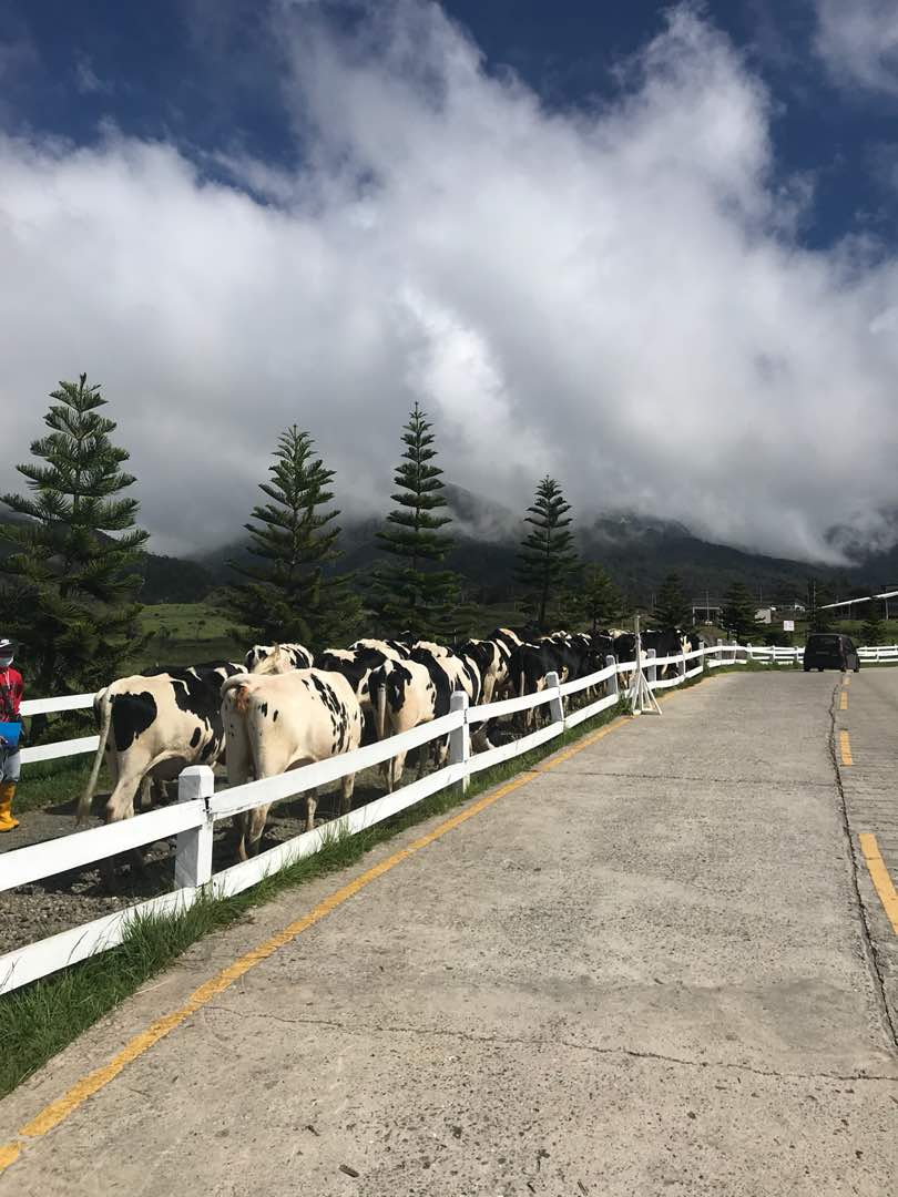 Holstein cows in the mountains