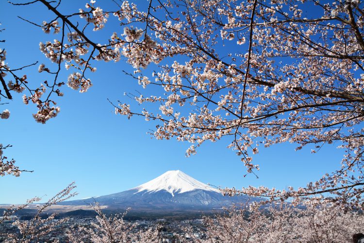 Mountain and flower